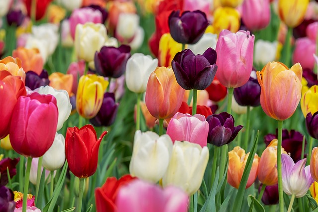 Tulipanes significado